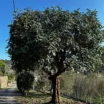 Casa Limone Diano San Pietro