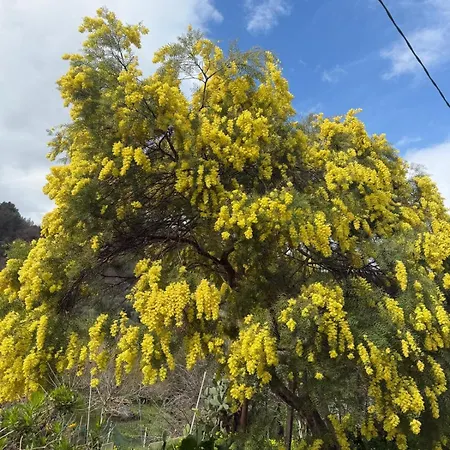 公寓 Casa Limone Diano San Pietro