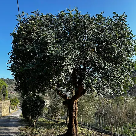 Casa Limone Diano San Pietro